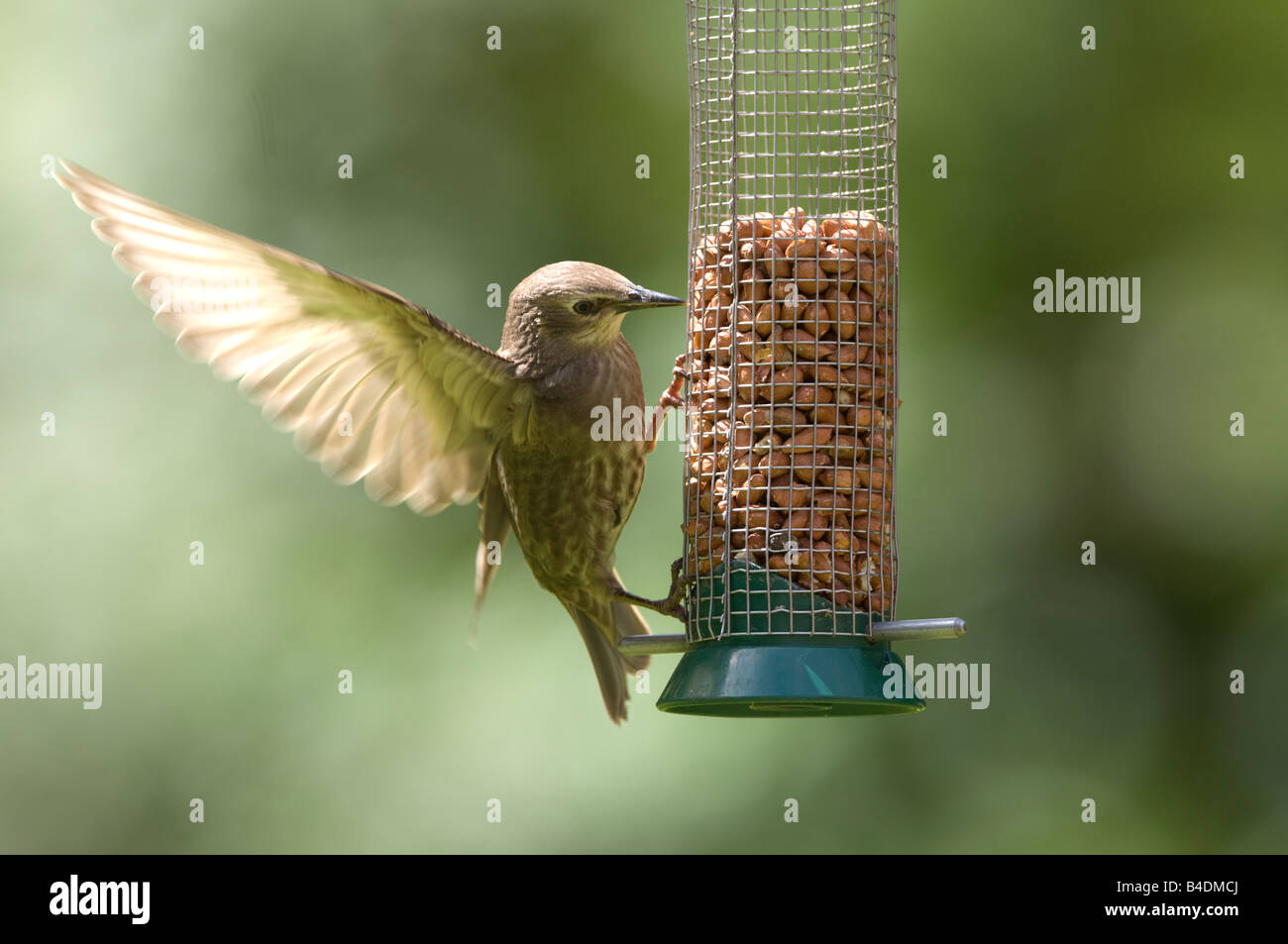 Juvenile sansonnet Sturnus vulgaris Surrey UK Banque D'Images