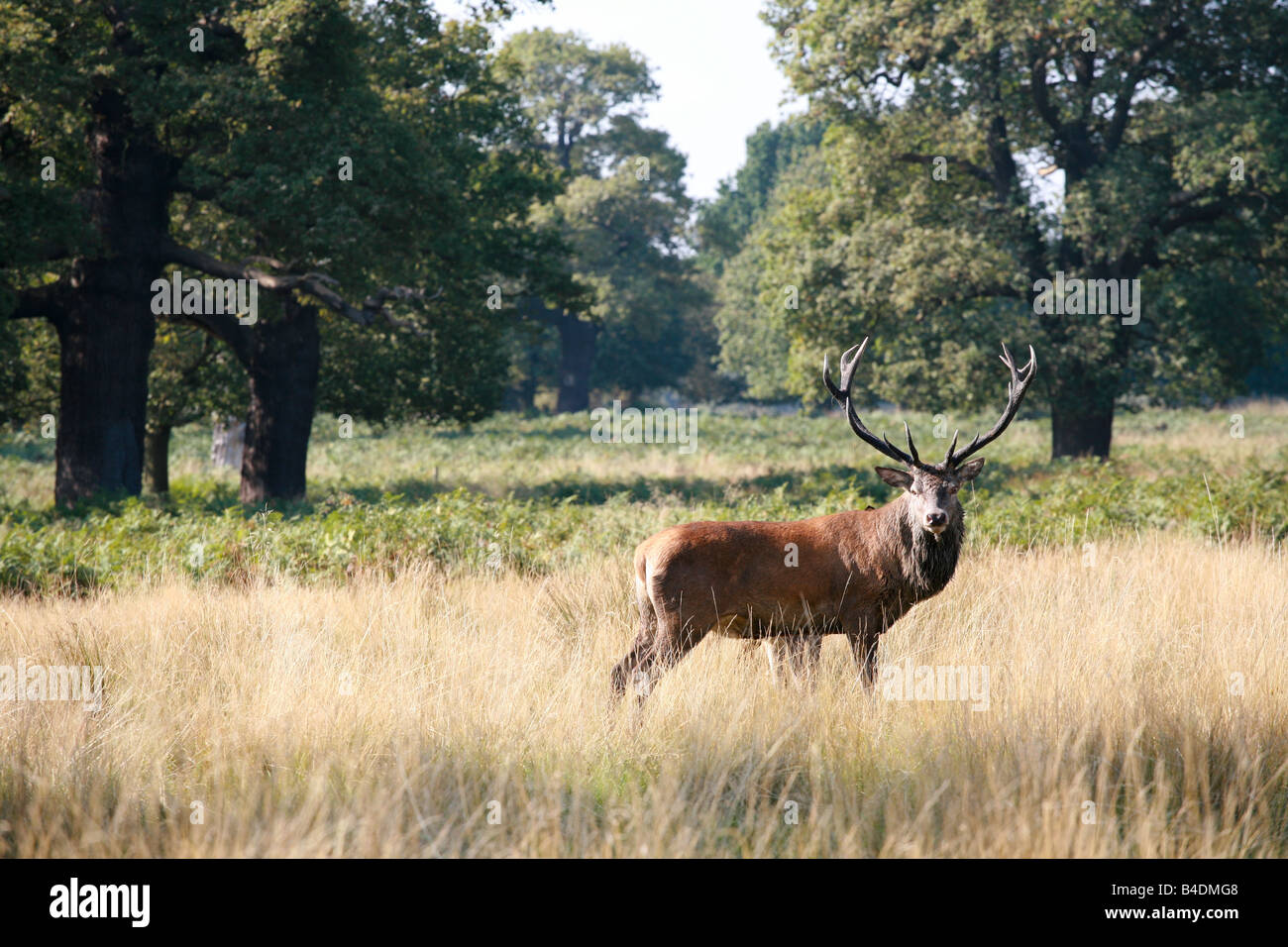 Fier red deer stag lone mâle alpha avec bois debout dans la longue herbe parc Richmond Surrey attraction touristique populaire de Londres Banque D'Images