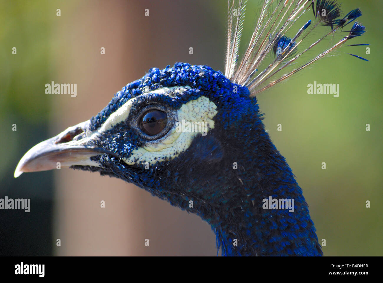 Close up image d'un paon bleu Banque D'Images
