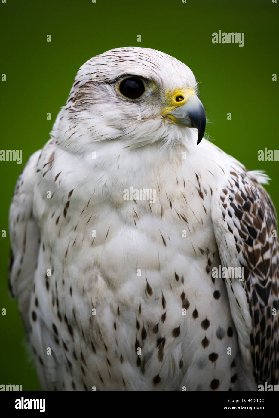 Gyr Falcon, Falco rusticolus, le plus grand vrai pèlerin espèce dans le monde. Banque D'Images