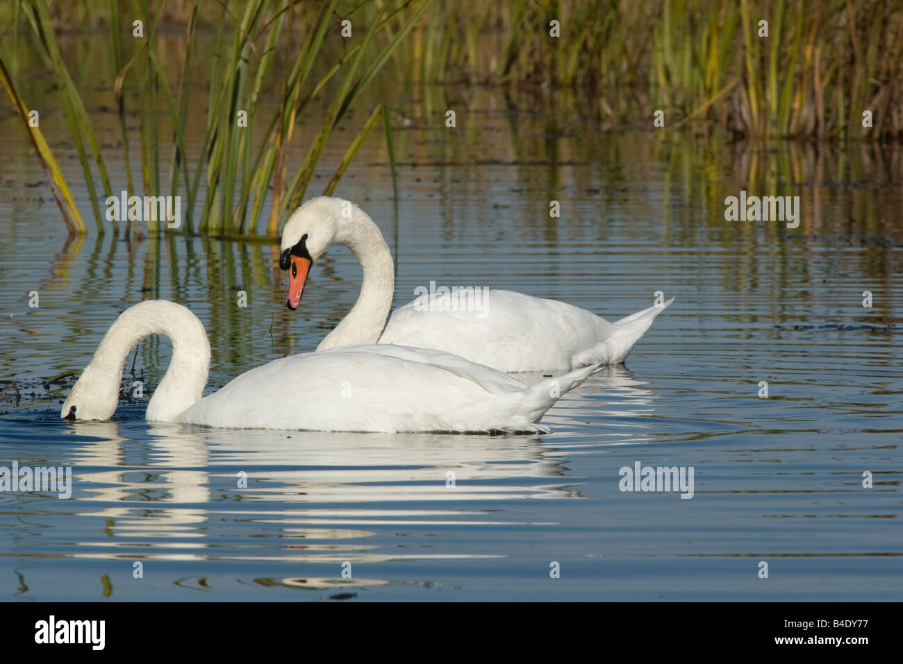 Cygne tuberculé Cygnus olor Höckerschwan oiseaux Banque D'Images