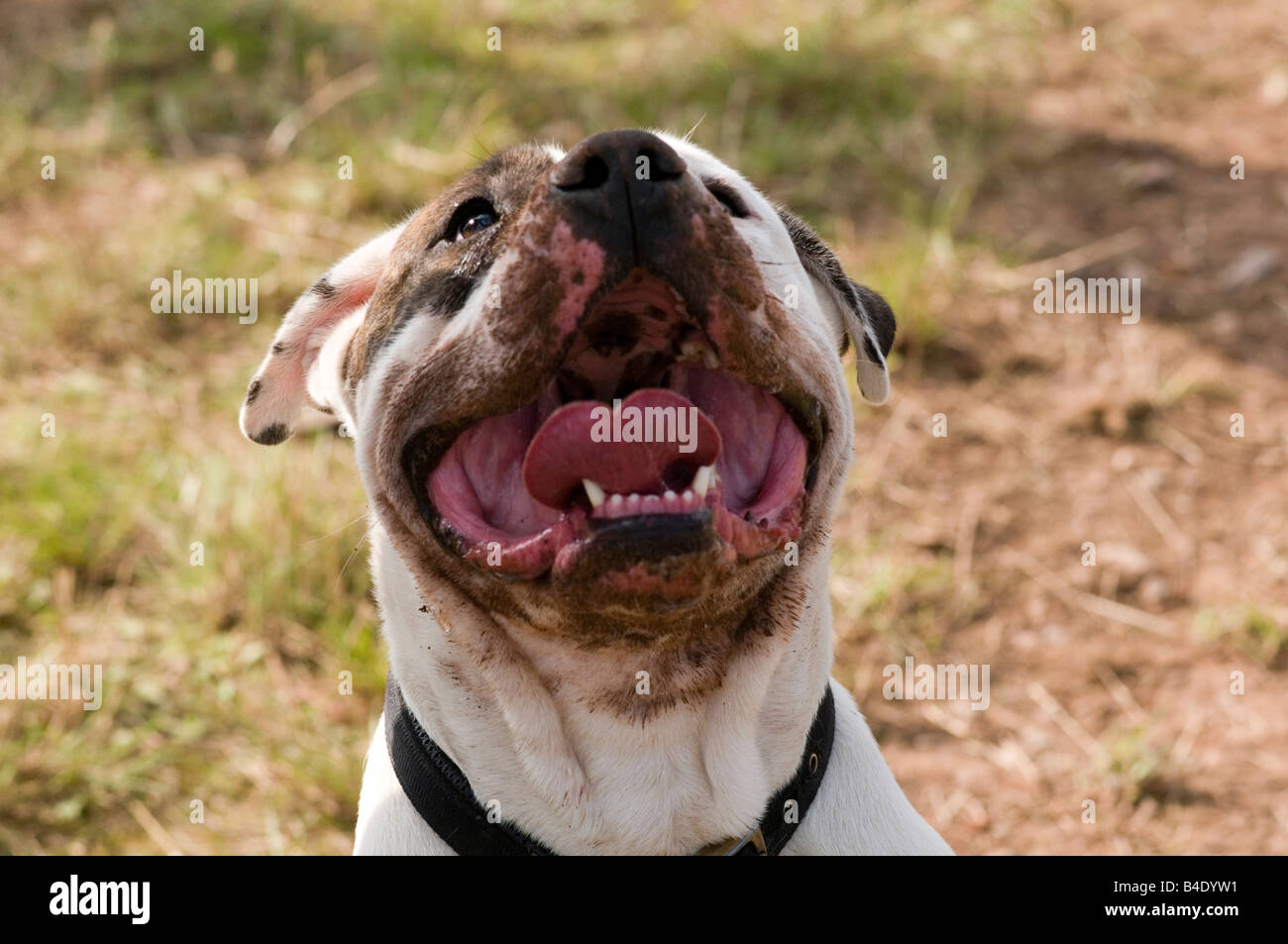 Loi sur les chiens dangereux chien pit-bull terrier Staffordshire Bull cercle vicieux combats agressifs dents morsure forte mâchoire Banque D'Images
