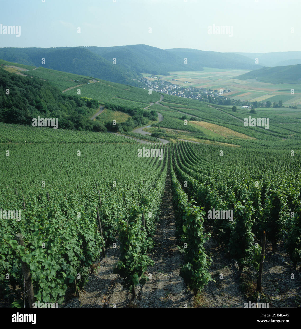 Vue de dessus des rangées de vignes et de plusieurs vignobles dans la vallée de la Moselle, Allemagne Banque D'Images