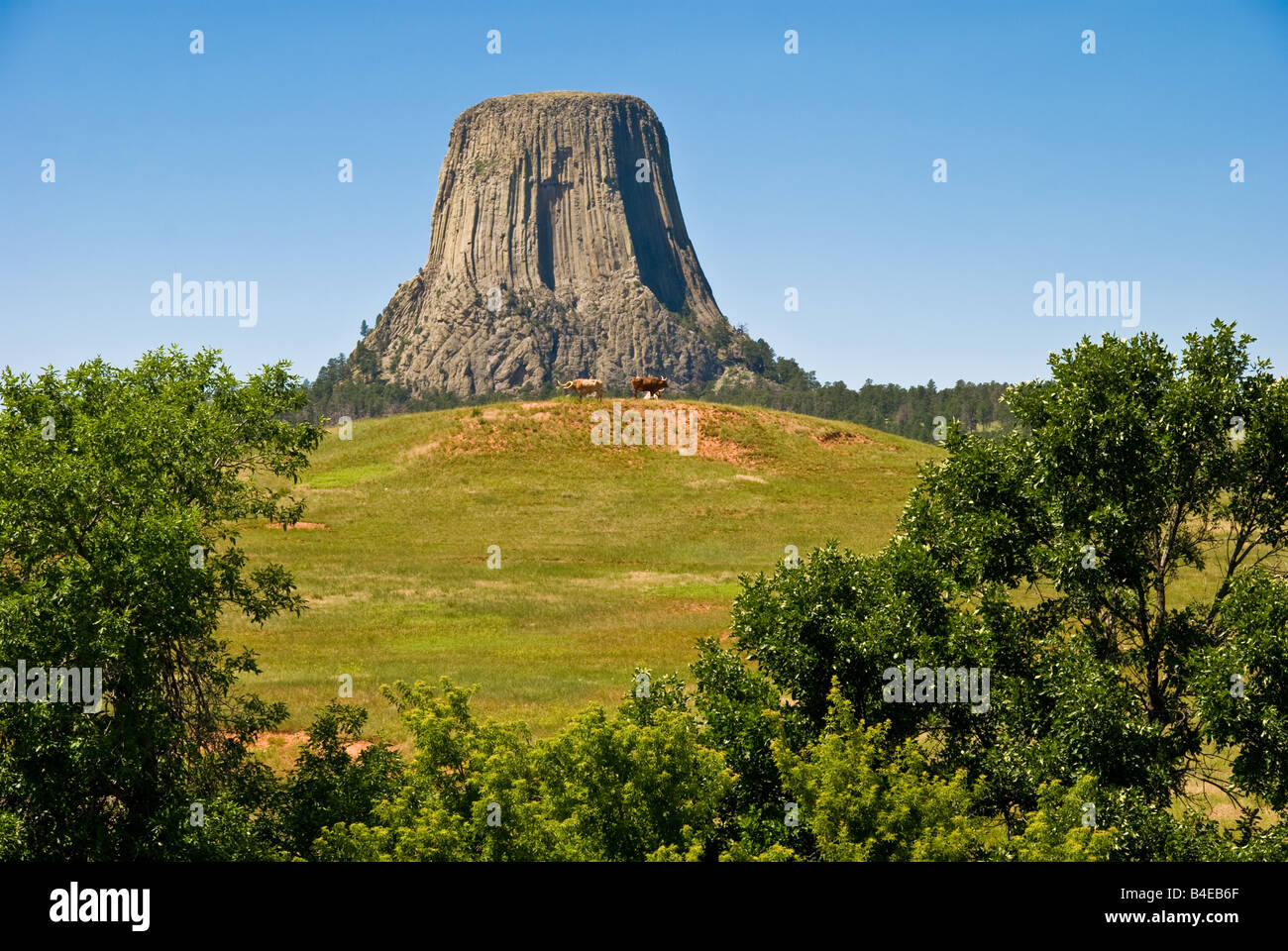 Au monolithe Devils Tower, National Park, Wyoming Banque D'Images