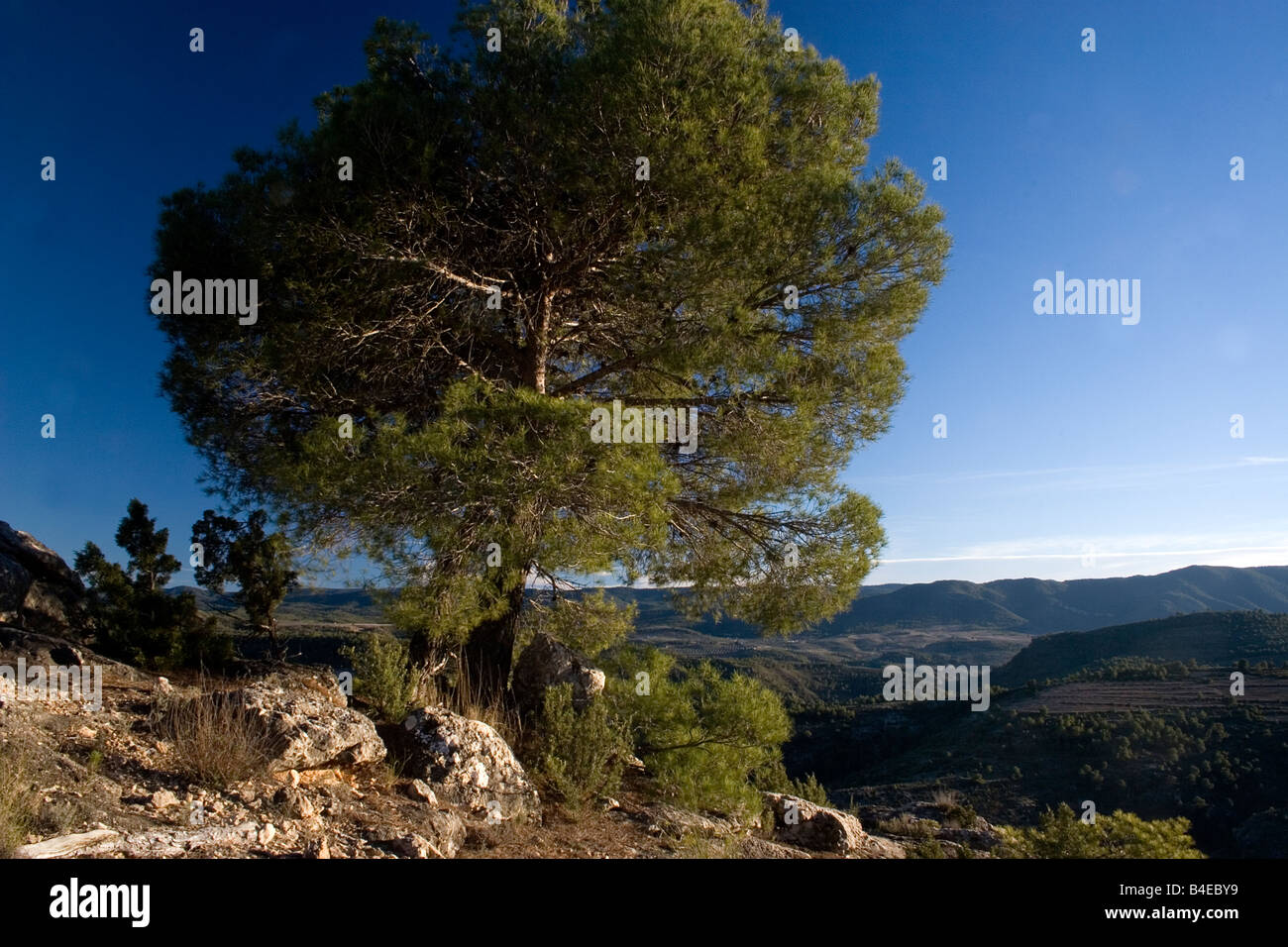 Pina carasca pine tree en Sierra de Seguras Juan Quiles Castilla la Mancha Espagne Banque D'Images