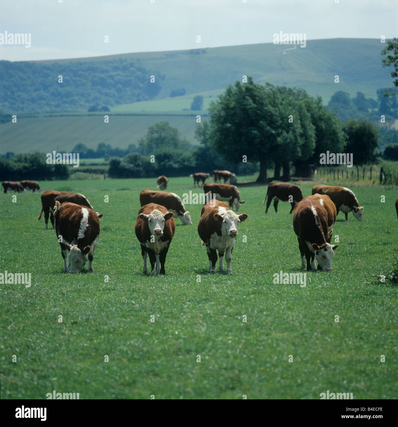 Quatre taureaux Hereford sur pâturage pâturage court été downland Banque D'Images