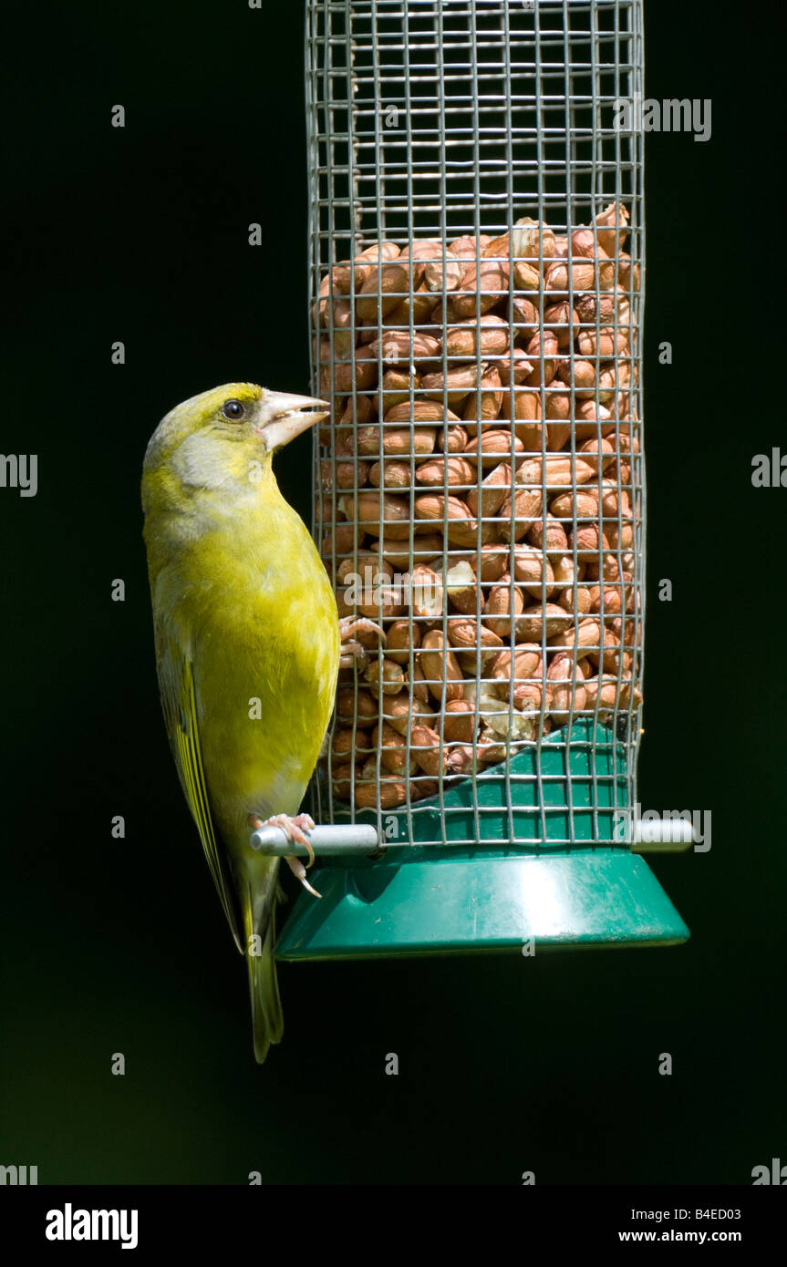 Verdier Carduelis chloris Surrey UK Banque D'Images