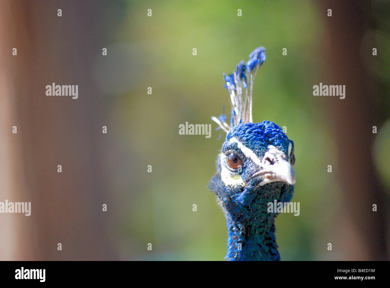 Close up image d'un paon bleu Banque D'Images