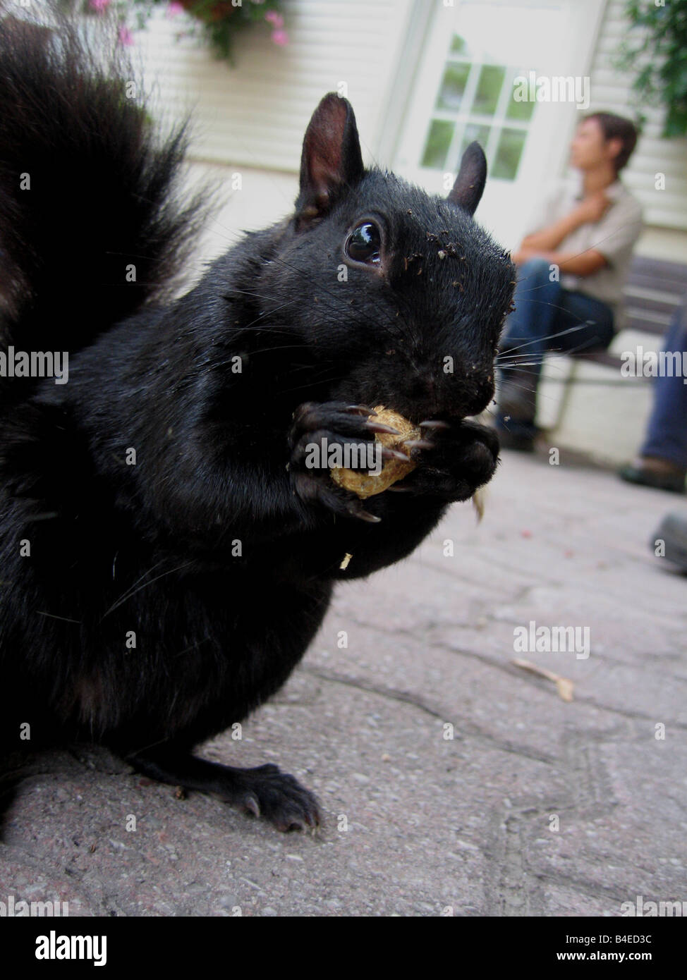 Libre de manger un écureuil noir que d'arachide a été progressivement dompté par l'alimentation ordinaire dans un parc de Toronto. Banque D'Images
