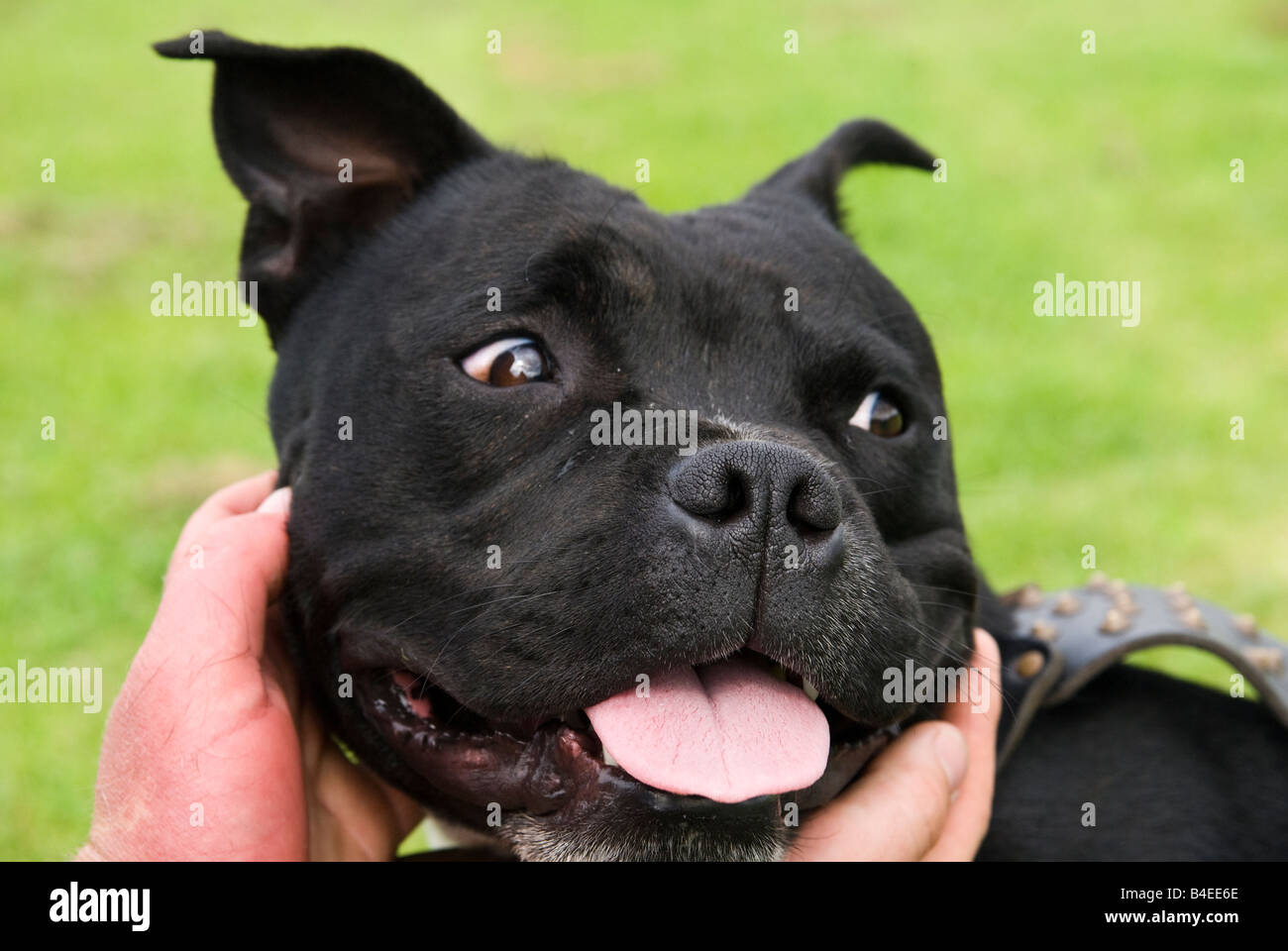 Chien, Staffordshire Bull Terrier, le personnel, pitbull, lutte, fort, agressif, les dents, les mains personne. Banque D'Images