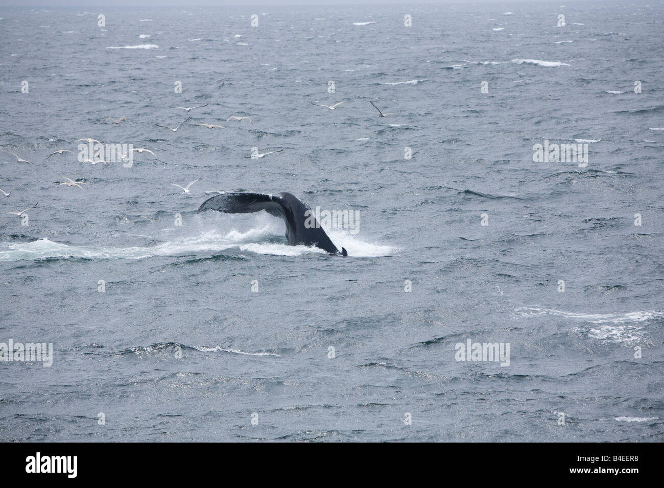 Les baleines à bosse Megaptera plongée sous-marine ou de l'alimentation coup affichant leur queue tails Banque D'Images