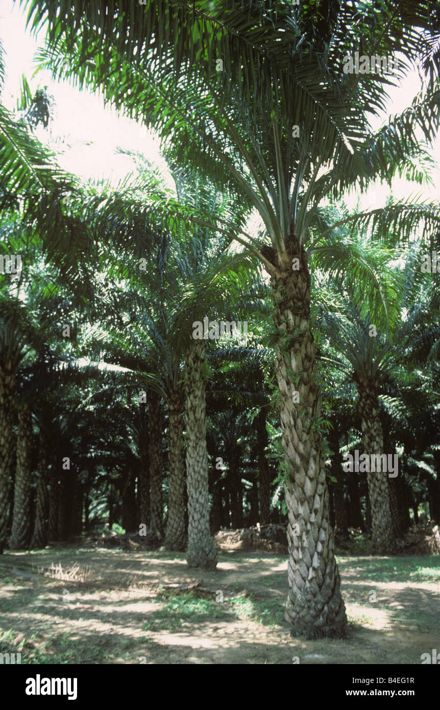 Quinze ans, la plantation de palmiers à huile avec de grands palmiers fougères établies en Malaisie Banque D'Images