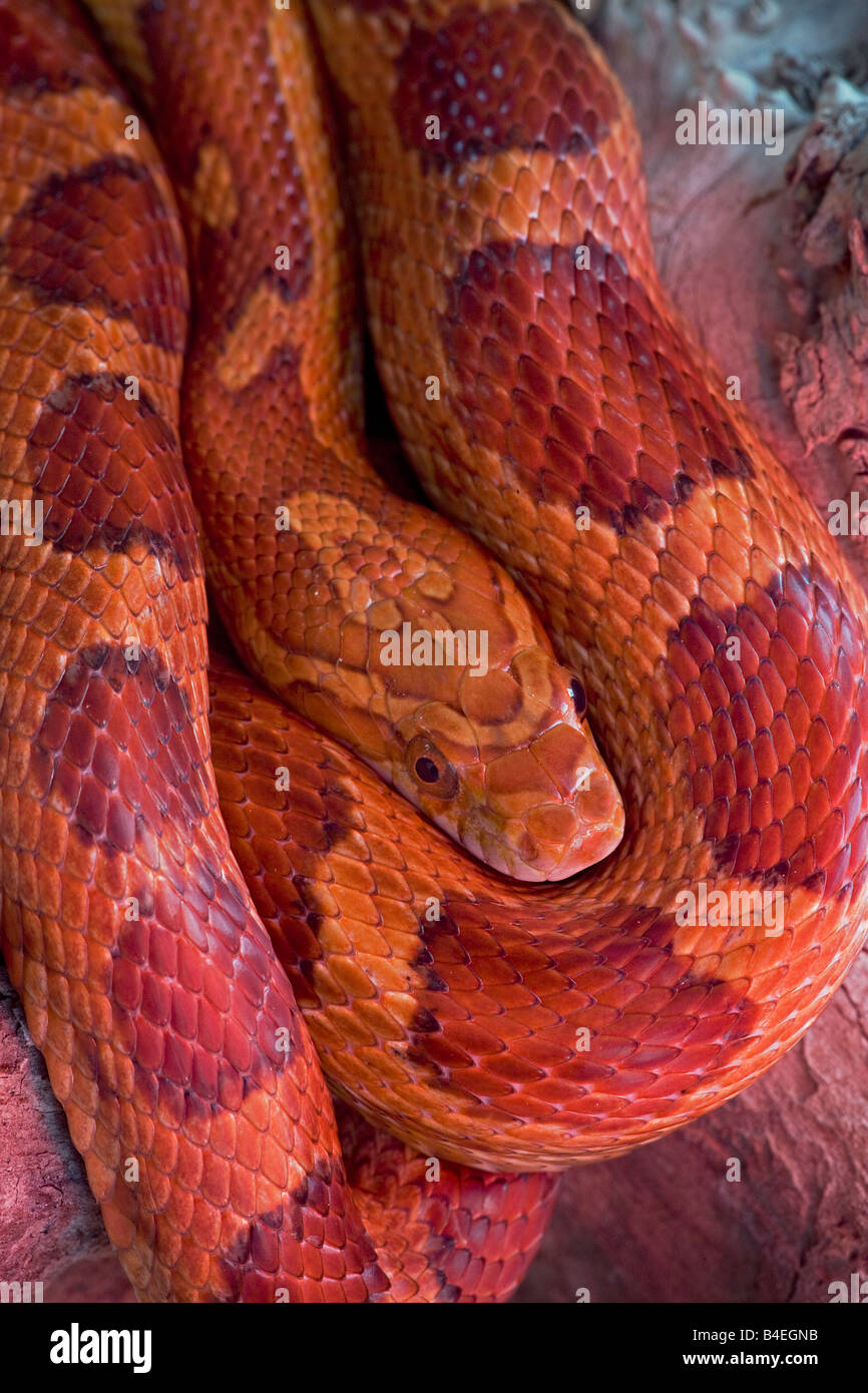 Corn Snake (Pantherophis guttatus) - anciennement Elaphe guttata - captifs - indigènes au sud-est des États-Unis - l'un des plus Banque D'Images