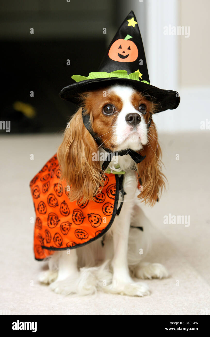 Un cavalier king charles chien en costume Halloween Photo Stock Alamy