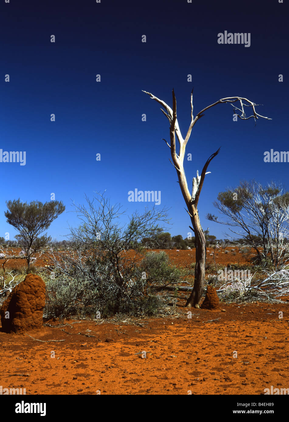 Petite Termitière et arbre mort en rouge paysage australien Banque D'Images