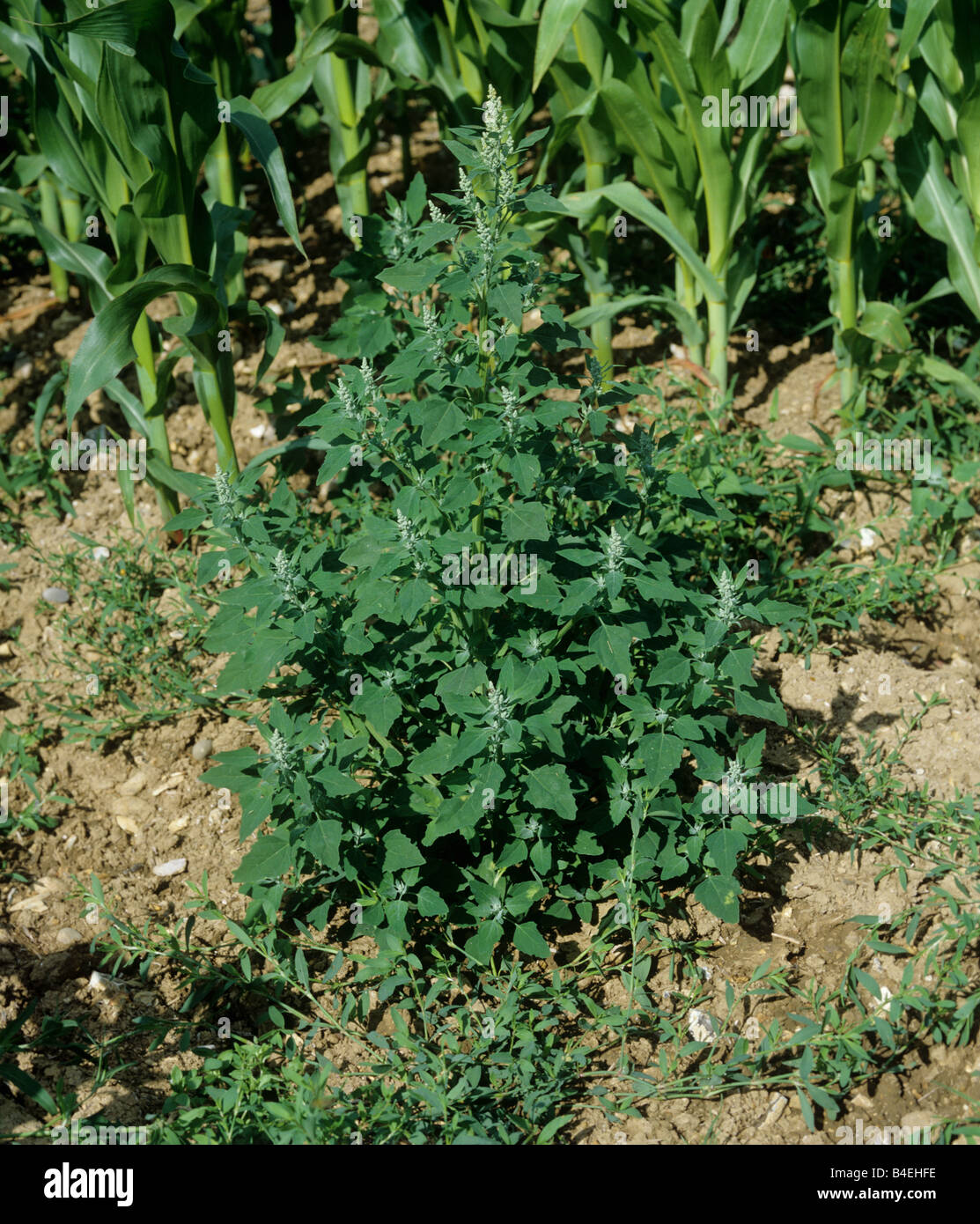 La floraison femelle gras Chenopodium album une usine de mauvaises herbes arables Banque D'Images