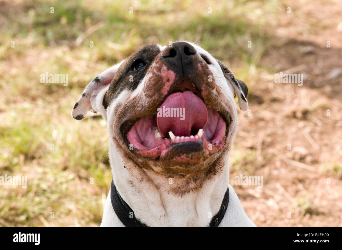 Loi sur les chiens dangereux chien pit-bull terrier Staffordshire Bull cercle vicieux combats agressifs dents morsure forte mâchoire Banque D'Images