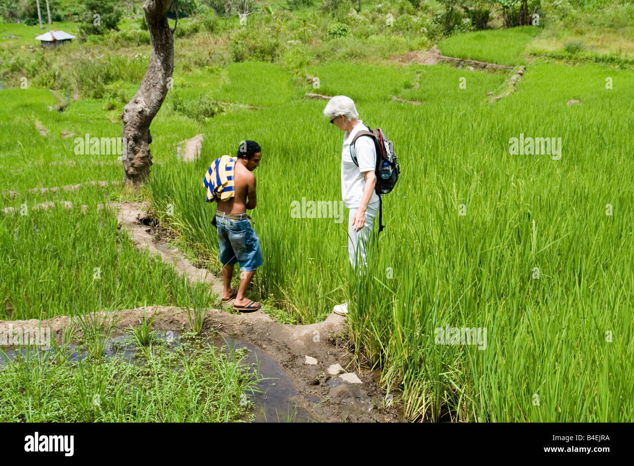 Un guide et un office de faire une promenade à travers les rizières Moni (Flores). Guide de touriste et fils en promenade dans les rizières Banque D'Images