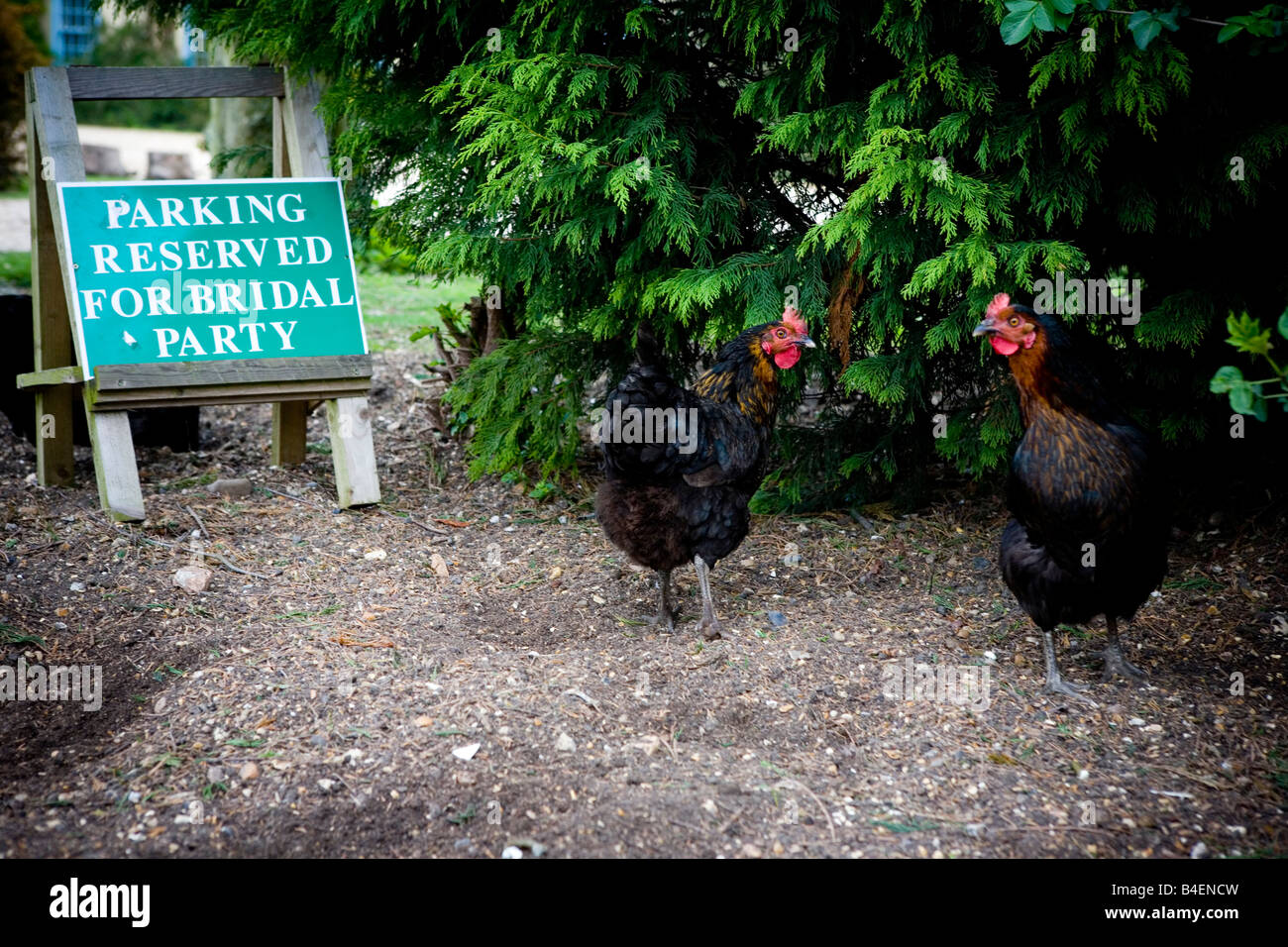 Deux poules à une fête de mariage Banque D'Images