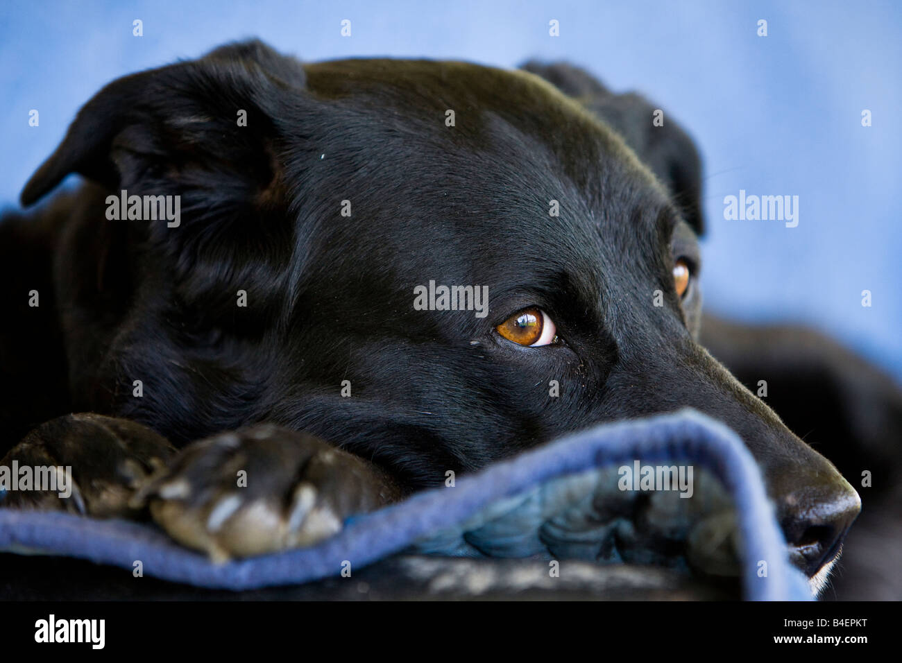 Masset un joli chien, Canis familiaris, à Brantford, Ontario, Canada. Banque D'Images