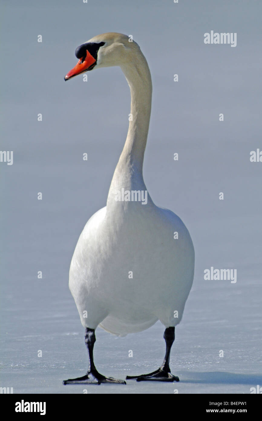 Mute Swan (Cygnus olor) debout sur la glace Banque D'Images Mute Swan (Cygnus olor) debout sur la glace Banque D'Images