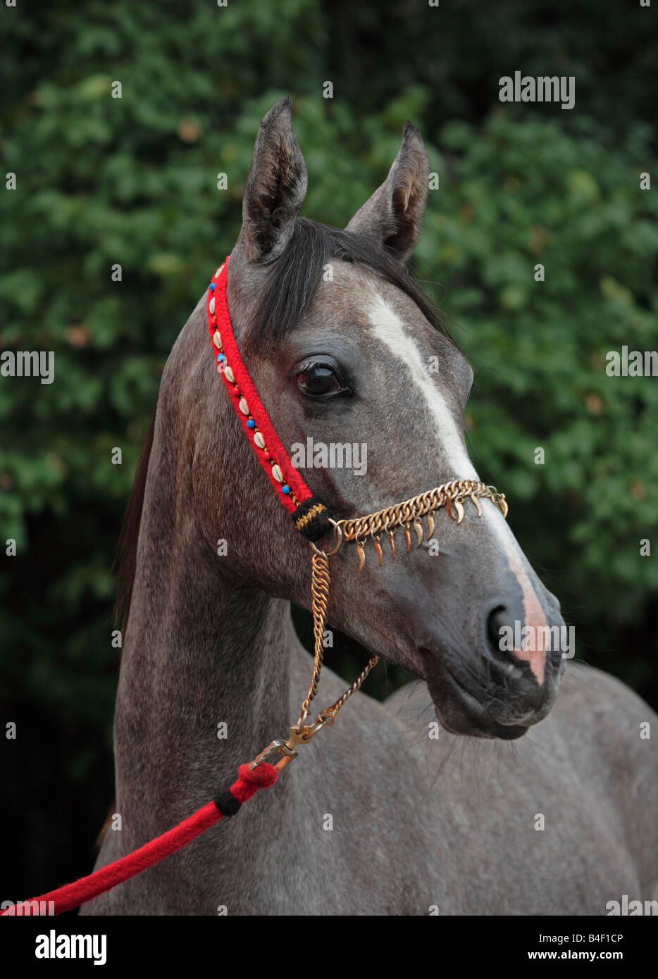 Arabian Horse mare - portrait Banque D'Images