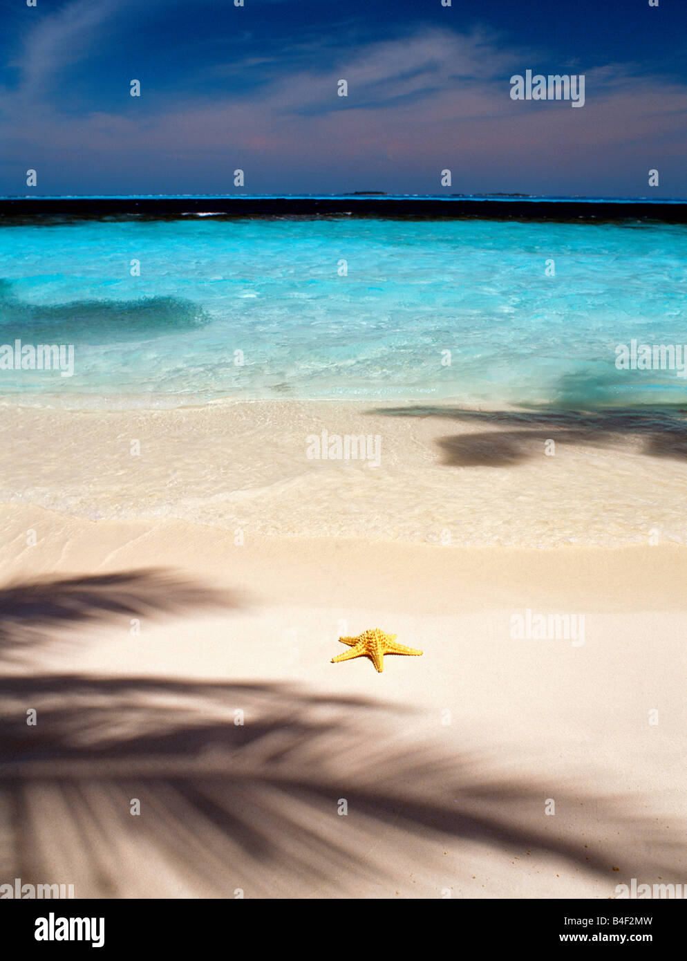 Maldives SHELL ON TROPICAL BEACH Banque D'Images