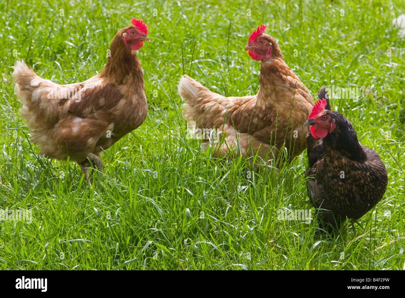 Les poulets de basse-cour en liberté. Banque D'Images