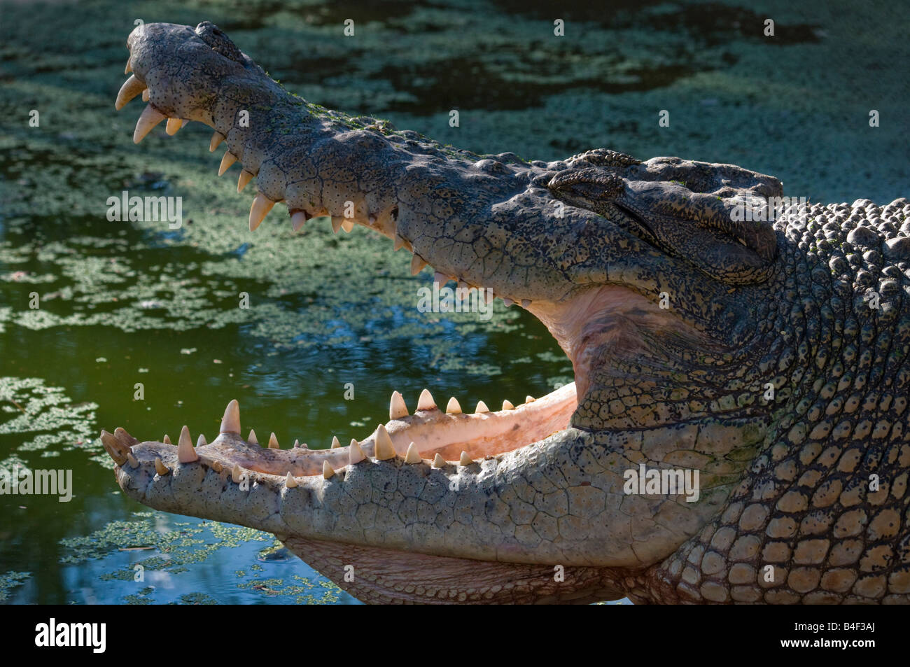 Mâchoires béantes de l'estuaire de l'Australie l'eau salée crocodile (Crocodylus porosus Banque D'Images