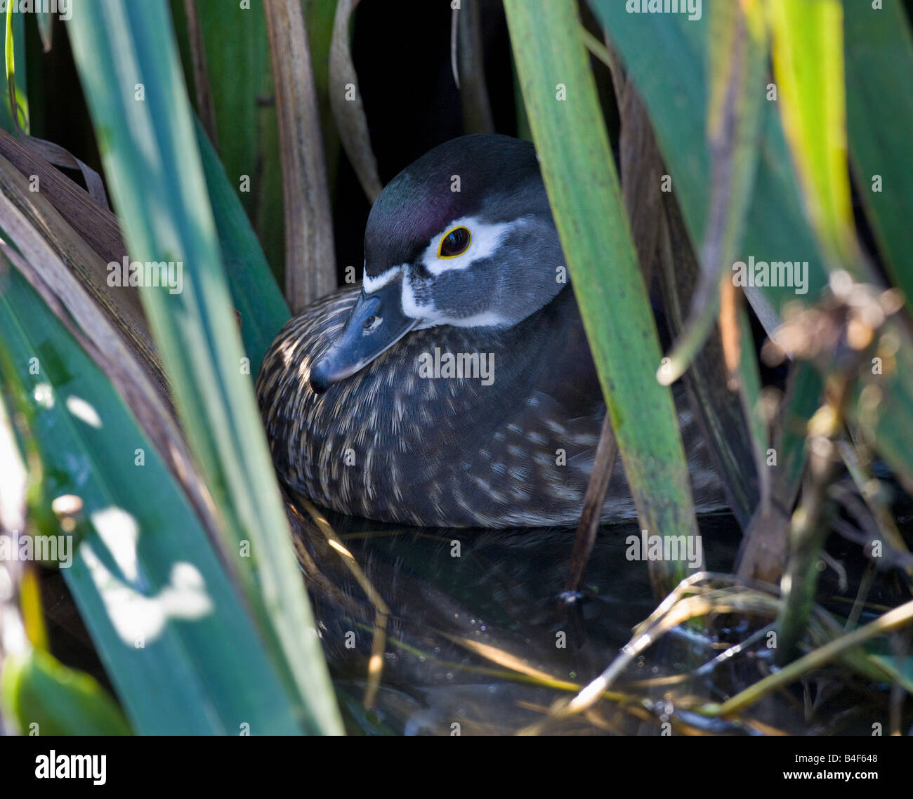 Femme Canard Mandarin - Aix galericulata. Banque D'Images