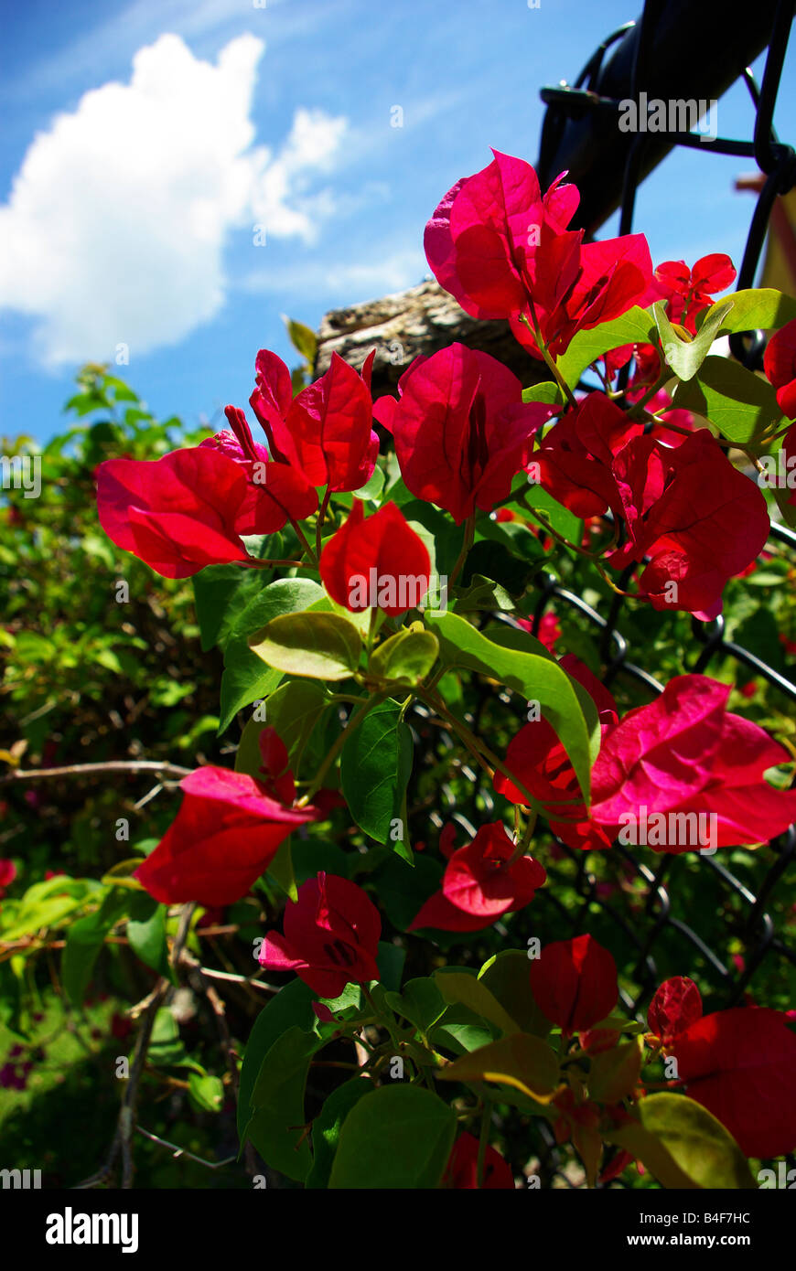 Fleurs rouge vif le long de cette clôture contre un ciel nuageux ciel bleu Banque D'Images