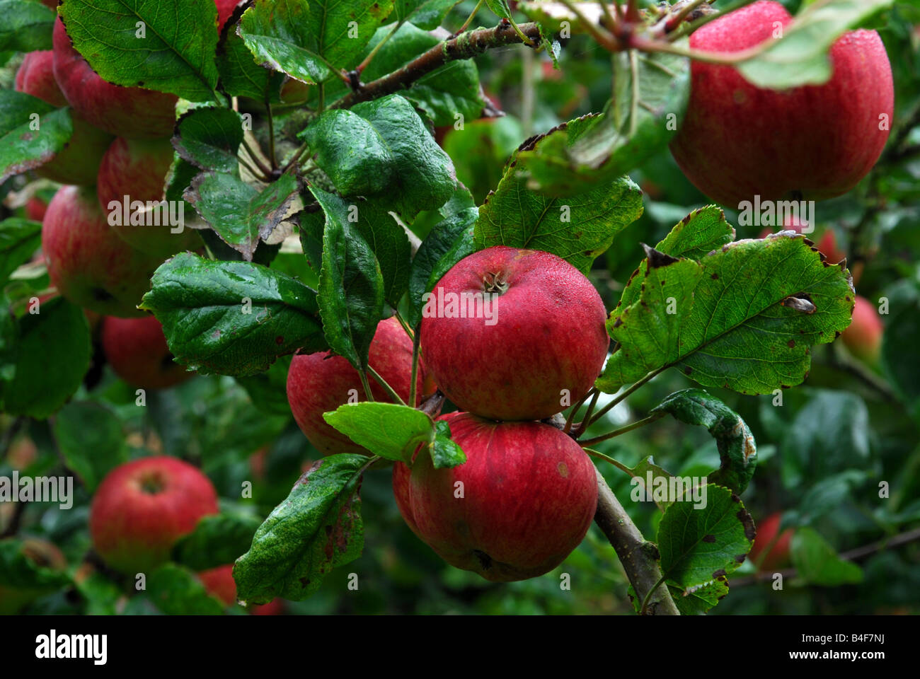 Prêt pour la cueillette des pommes dans un verger sur le National Trust Estate Killerton près d'Exeter dans le Devon Banque D'Images