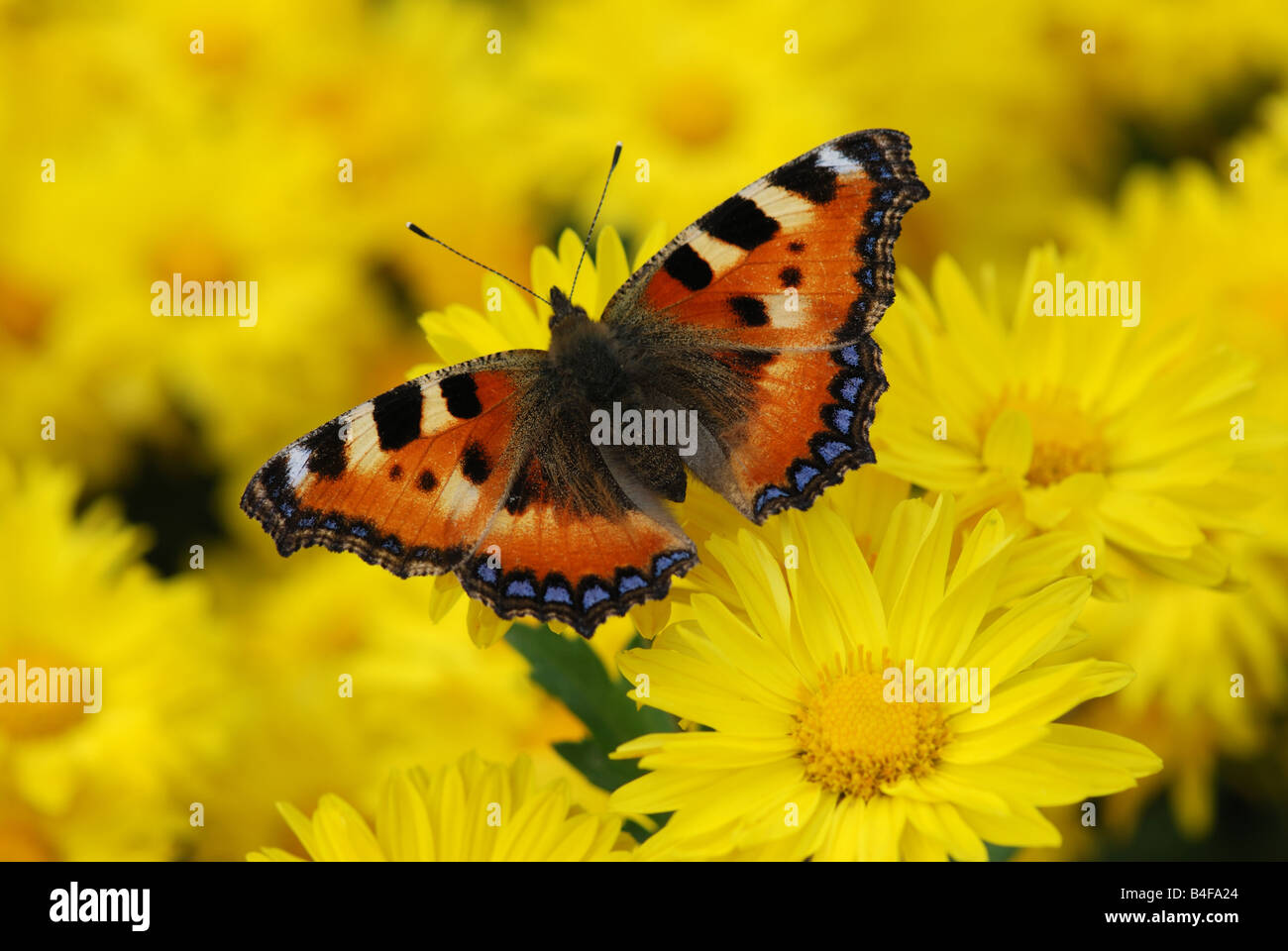 Beau papillon sur fleur jaune Banque D'Images