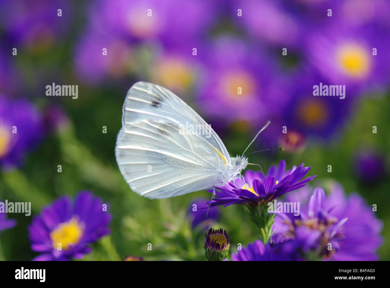 Beau papillon sur fleur pourpre Banque D'Images