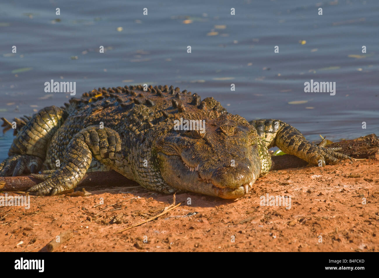 L'eau salée de l'estuaire australien crocodile Crocodylus porosus Banque D'Images