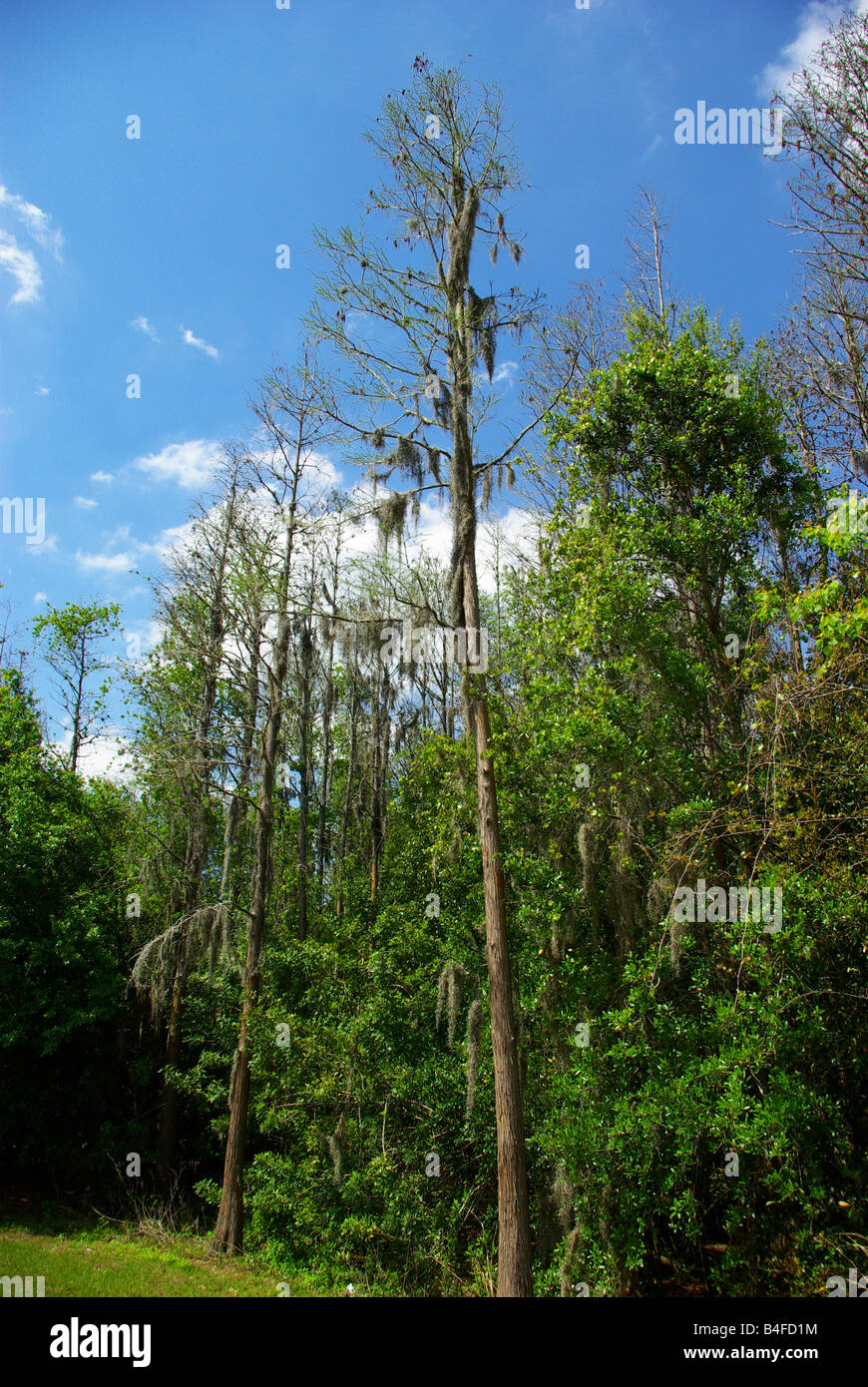 De grands arbres couverts de mousse espagnole, près de Tampa, Floride Banque D'Images