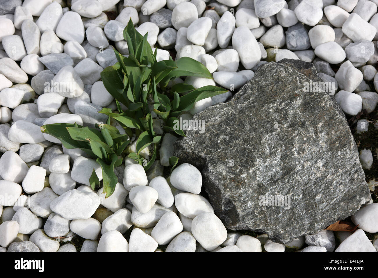 Pierres blanc et un grand black rock Green plant rock garden Banque D'Images