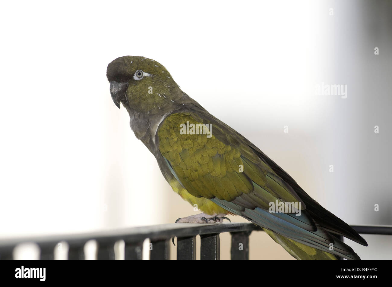 Conure de Patagonie résident (Parrot Parrot fouisseurs) perché sur un balcon donnant sur un Golf Resort Murcia Espagne Banque D'Images