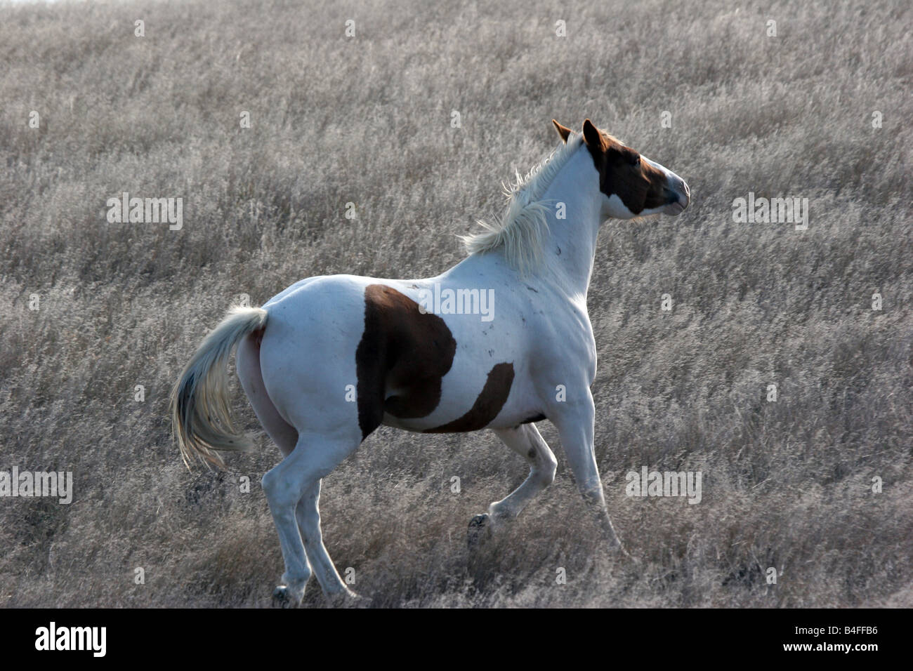 Un poney indien dans la prairie du Dakota du Sud Banque D'Images