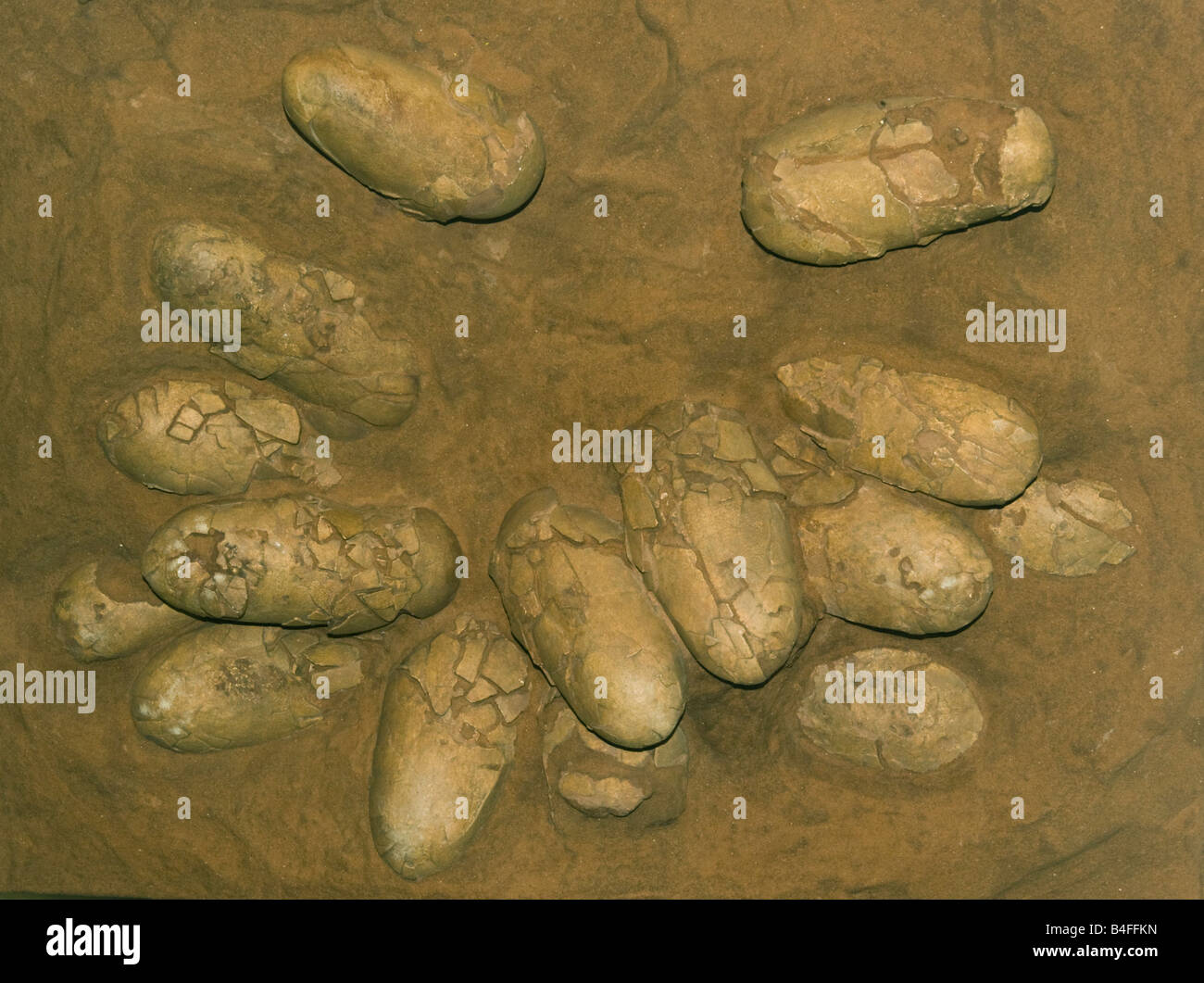 Oeufs de dinosaures fossiles, en nid, Protoceratops, Crétacé, Mongolie, Cast Banque D'Images