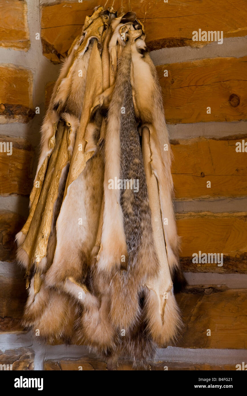 Peaux de blaireaux dans la maison du maître lors de la dernière maison de montagne, le parc provincial de la Saskatchewan, Canada. Banque D'Images