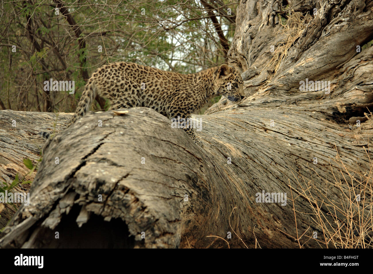 Leopard cub sur un grand tronc d'arbre dans la réserve de tigres de Ranthambhore Banque D'Images
