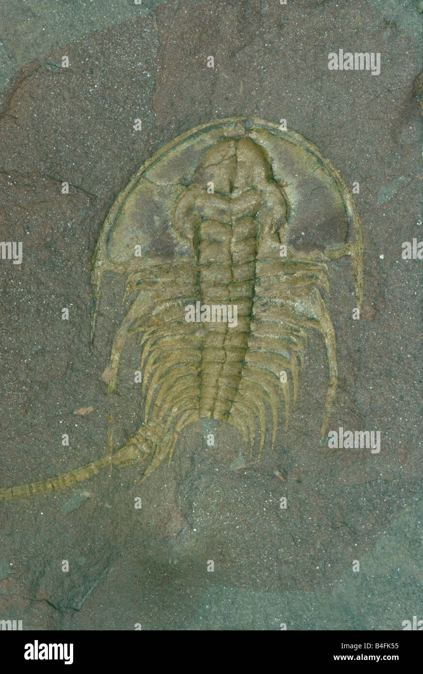 Trilobite fossile (Olenellus sp.) du Collège Cambrian, British Columbia Canada, Collection de l'univ de Colombie-Britannique Vancouver Banque D'Images