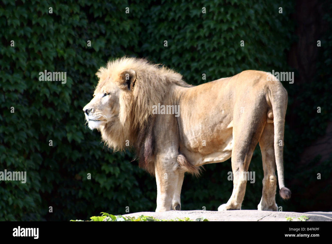 Un Lion au Lincoln Park Zoo. Banque D'Images