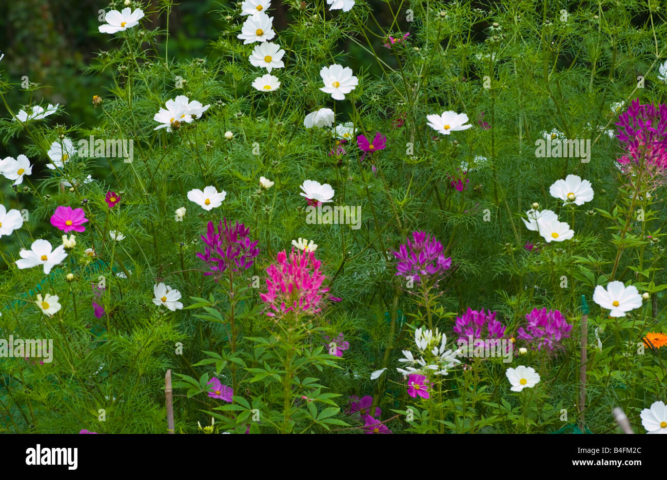 Les fleurs cultivées à attirer les abeilles sur l'allotissement organique UK Banque D'Images