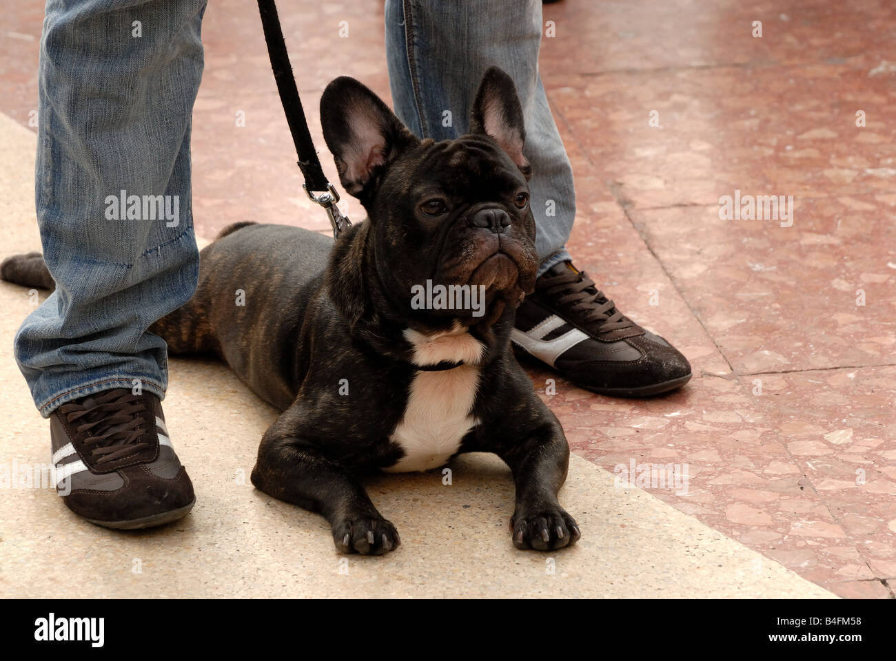Bulldog sur un chien laisse Banque D'Images