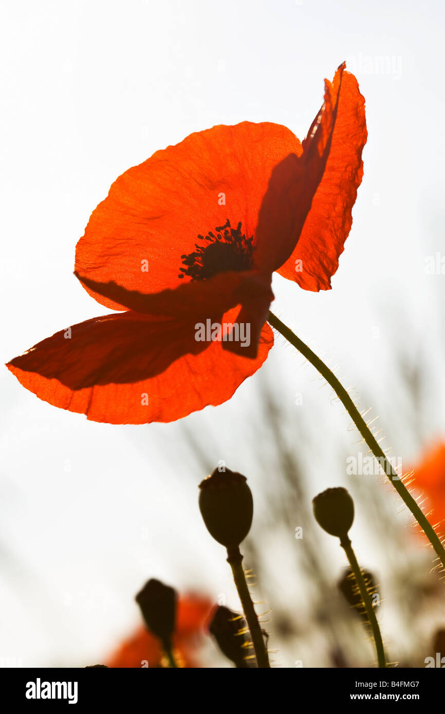 Un coquelicot Papaver rhoeas photographié d'un angle faible Banque D'Images