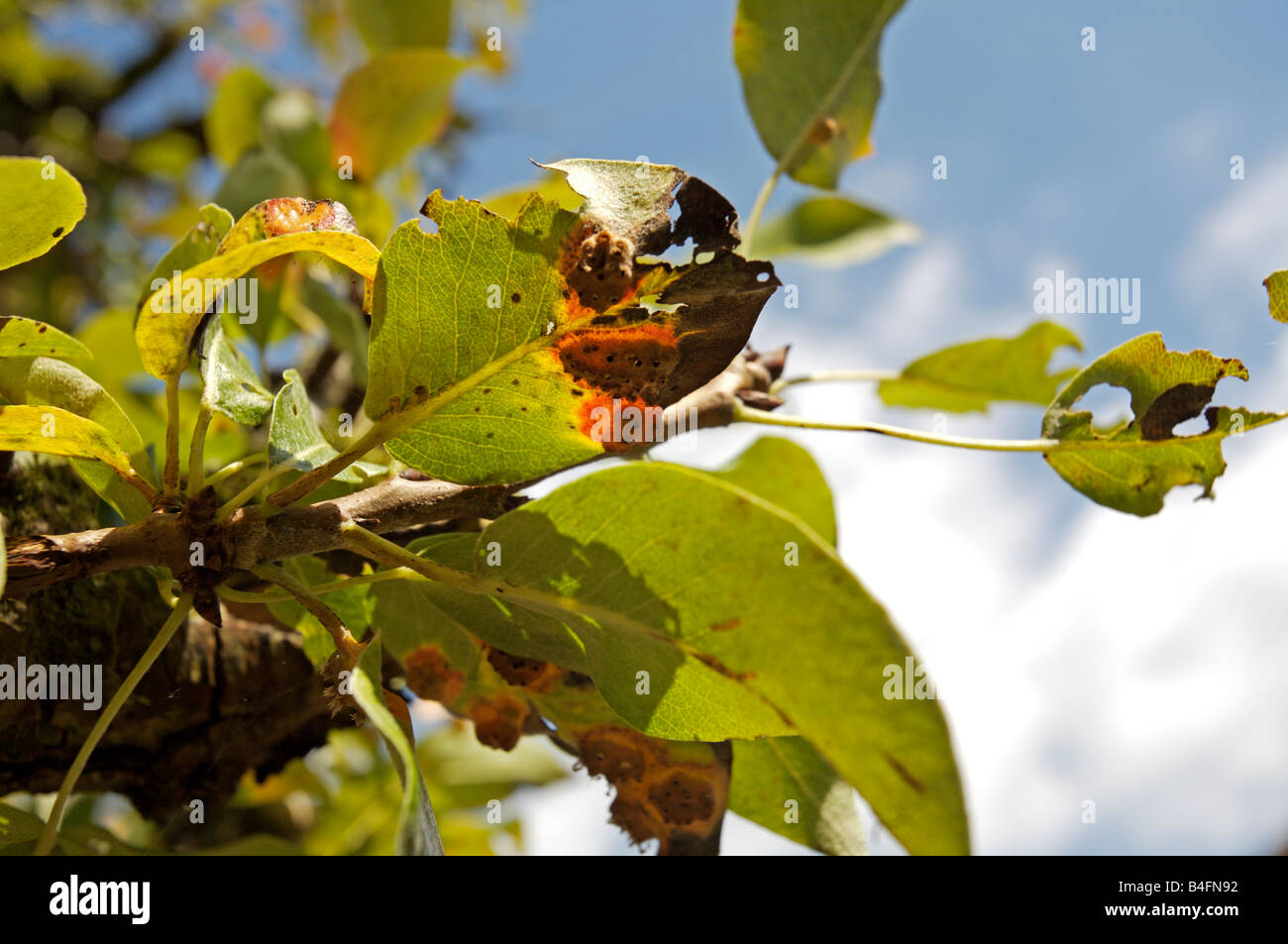 Maladie des feuilles du poirier Banque de photographies et d’images à — free download