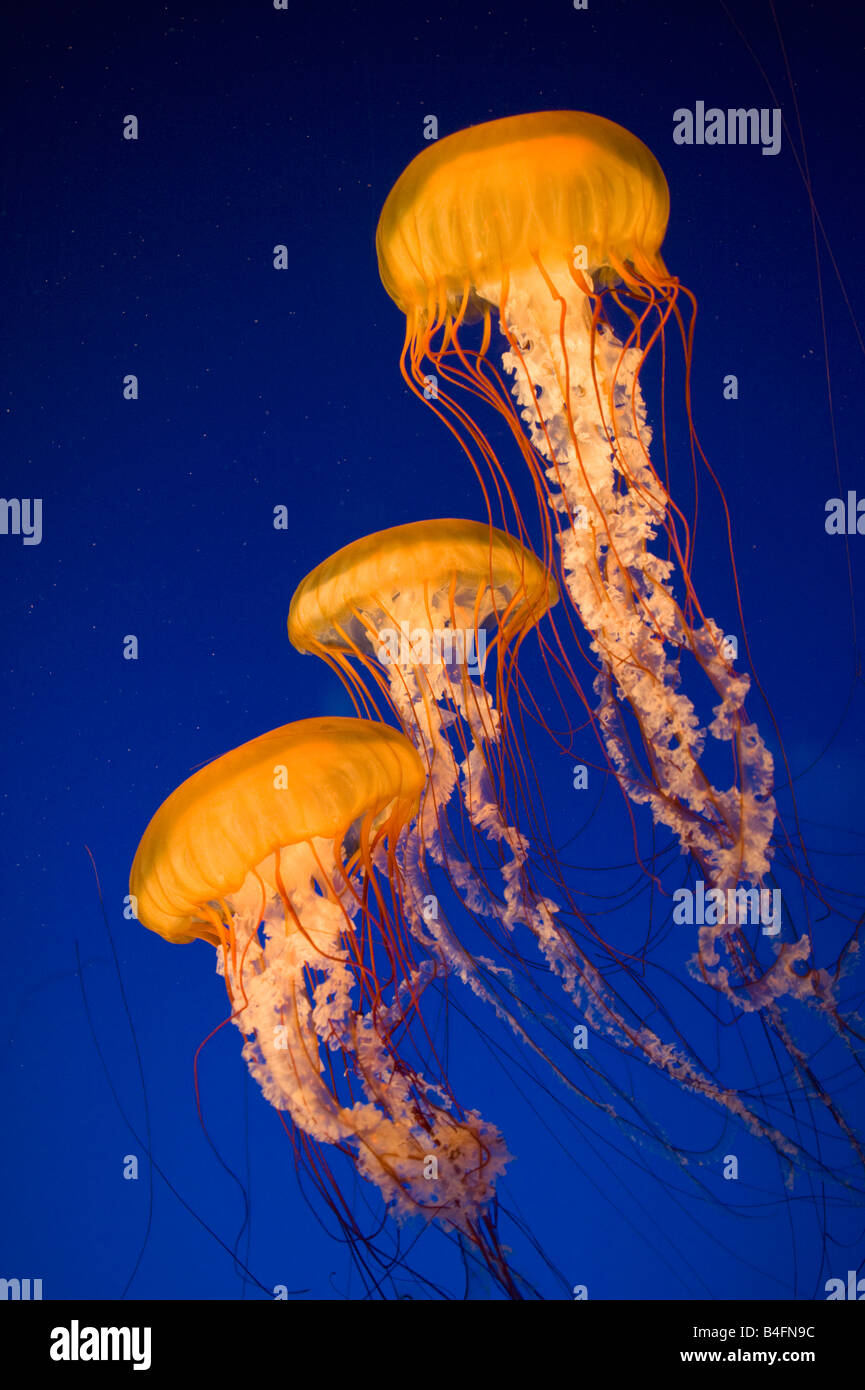 Pacific Sea Nettle Jellyfish (Chrysaora fuscescens) Aquarium de Vancouver, Vancouver (C.-B.) Canada Banque D'Images