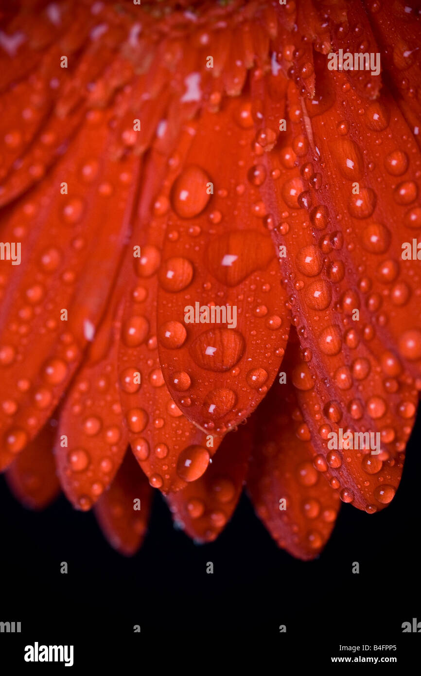 Fleur Gerber avec gouttes d'eau Banque D'Images